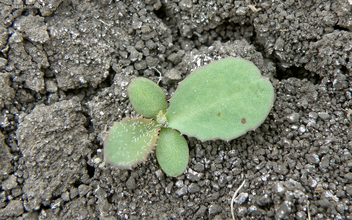 Изображение особи Sonchus arvensis.