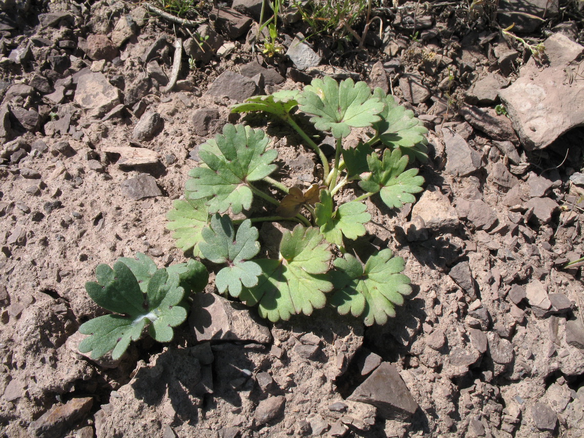 Image of Delphinium longipedunculatum specimen.