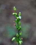 Silene firma