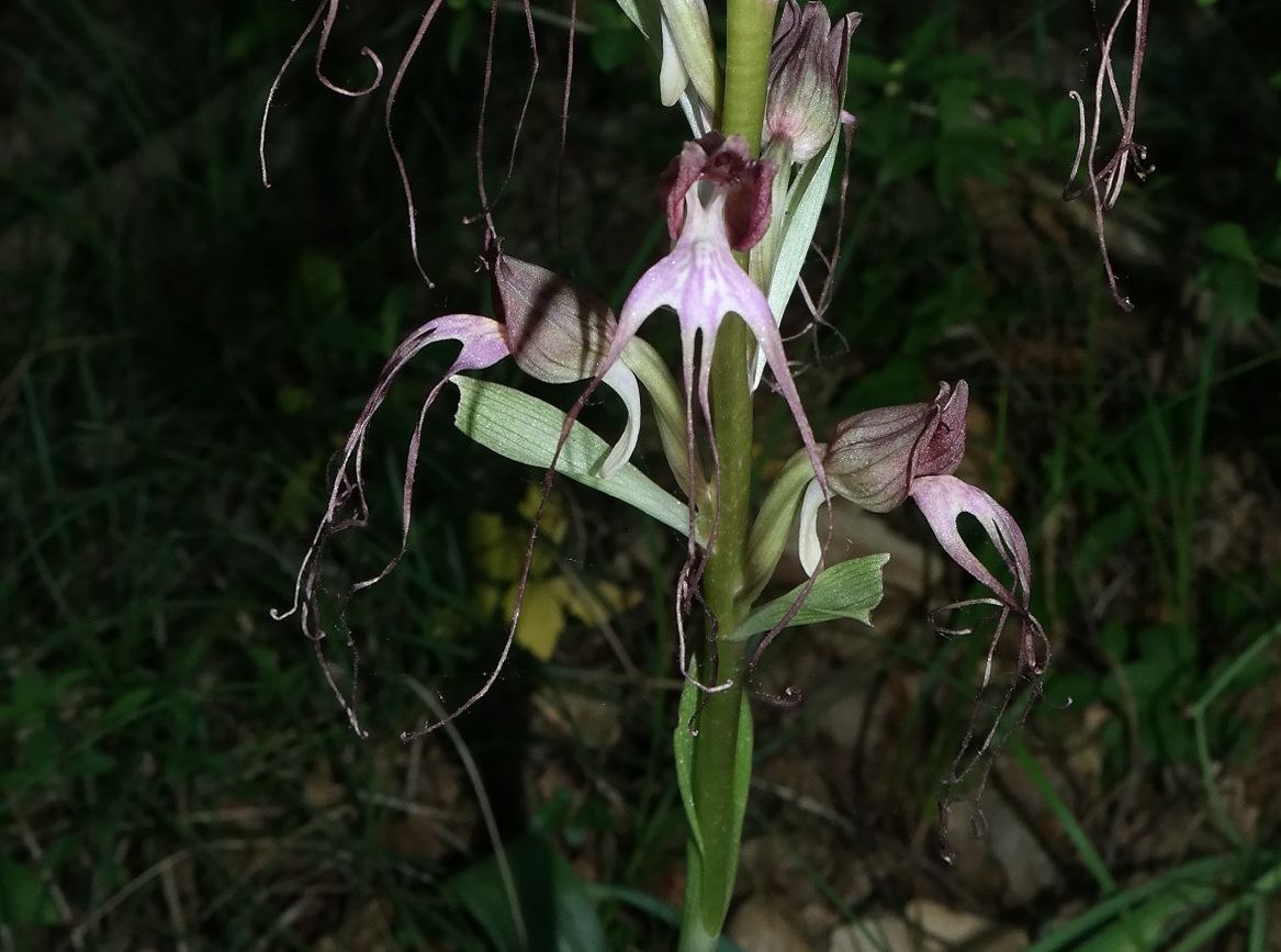 Image of Himantoglossum comperianum specimen.