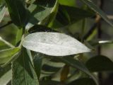 Salix alba. Лист. Санкт-Петербург. 29.05.2009.