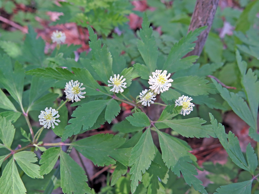 Изображение особи Anemone reflexa.