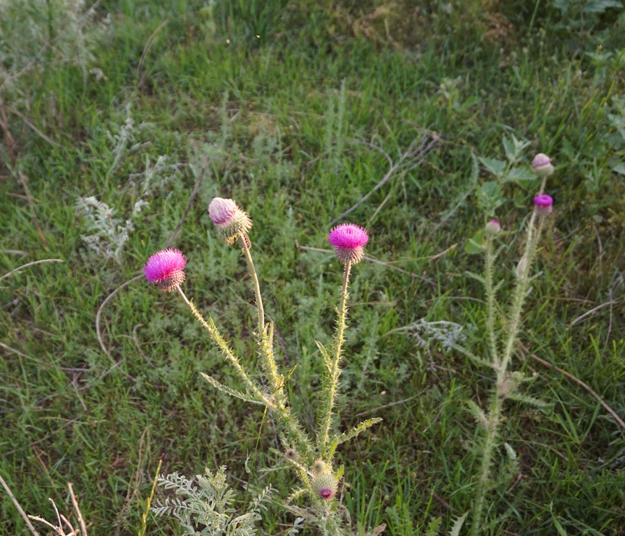 Изображение особи Carduus uncinatus.