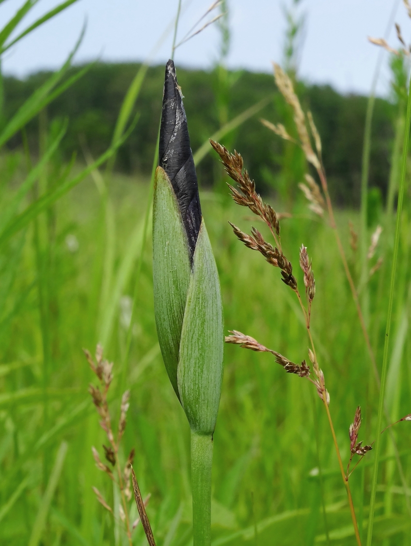 Image of Iris ensata specimen.