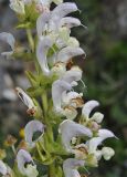 Salvia verbascifolia