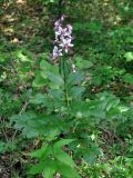 Dictamnus gymnostylis. Цветущее растение. Крым, Балаклавский р-н, скалы Кара-Коба, лиственный лес. 07.06.2016.