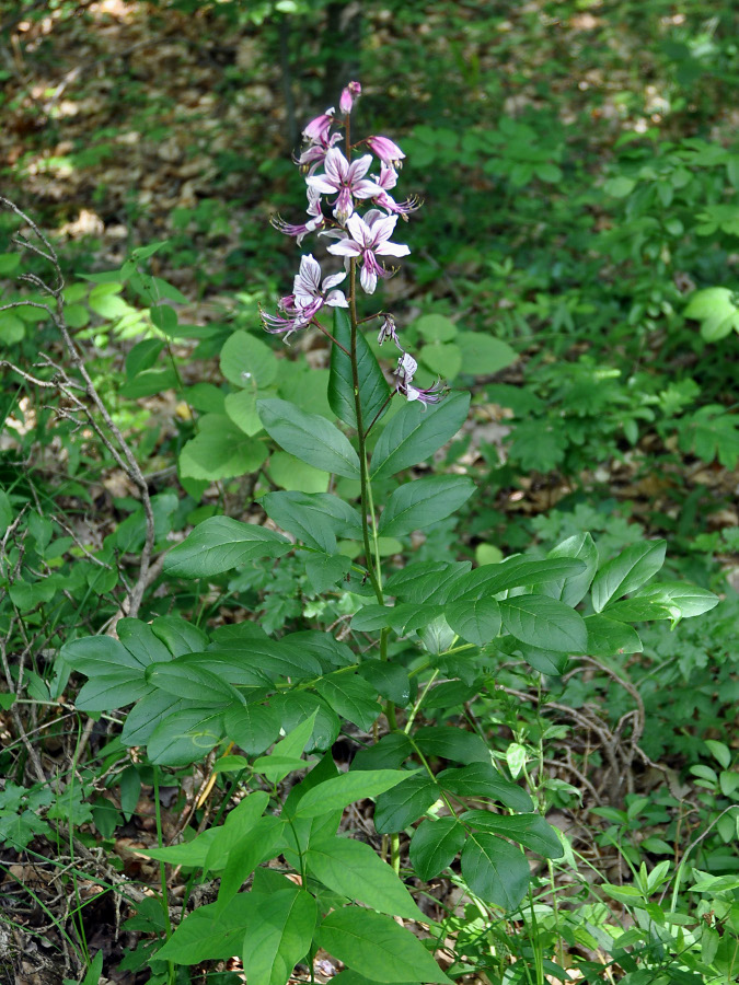 Изображение особи Dictamnus gymnostylis.