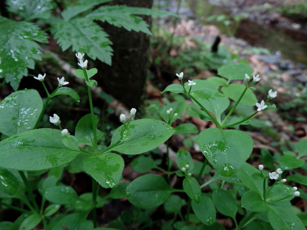 Изображение особи Galium paradoxum.