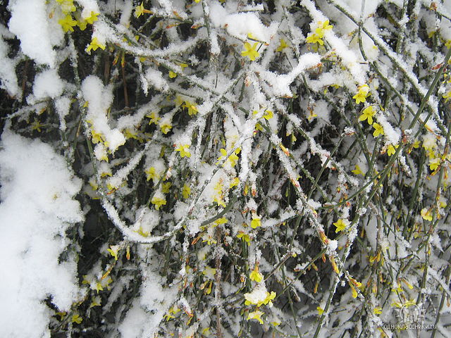 Image of Jasminum nudiflorum specimen.