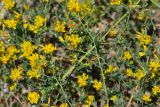 Medicago falcata