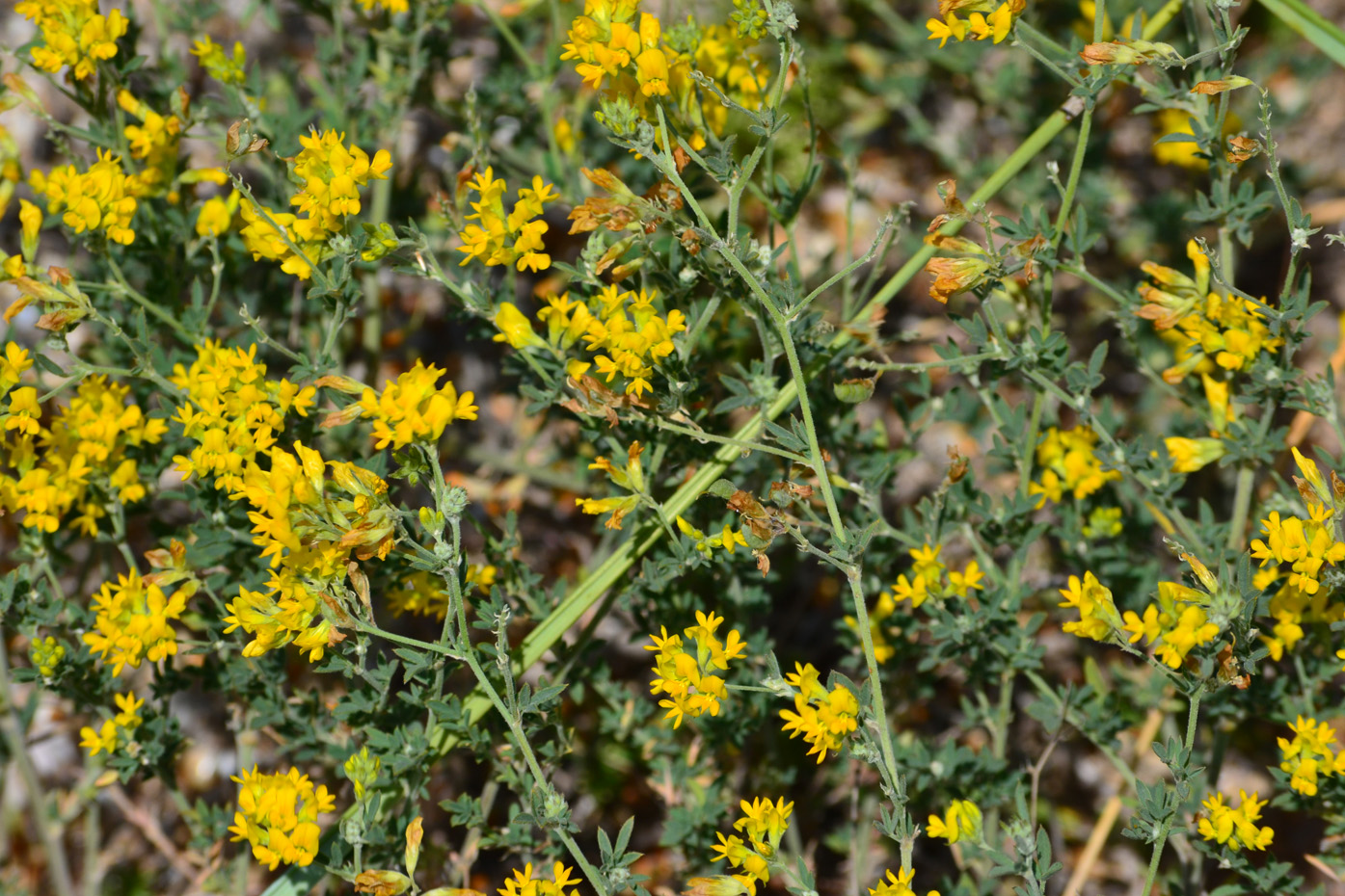 Image of Medicago falcata specimen.