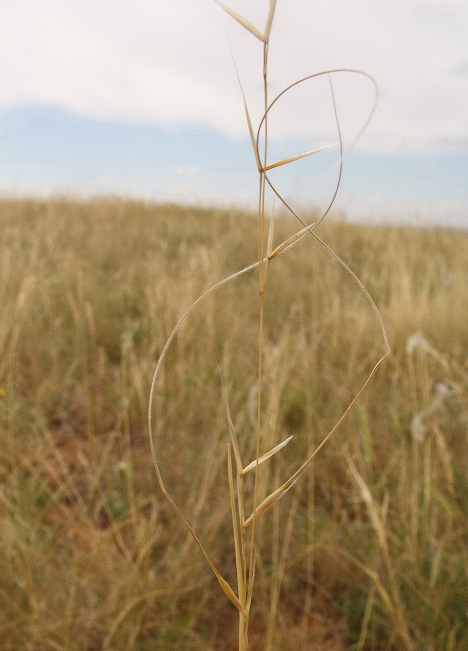 Изображение особи Stipa korshinskyi.