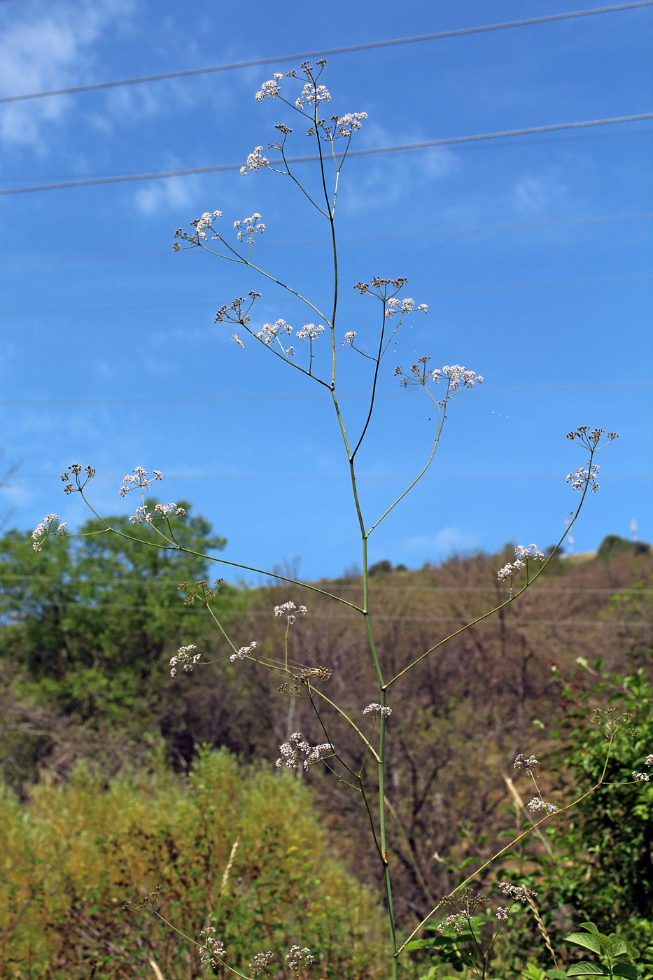Image of Elaeosticta ugamica specimen.