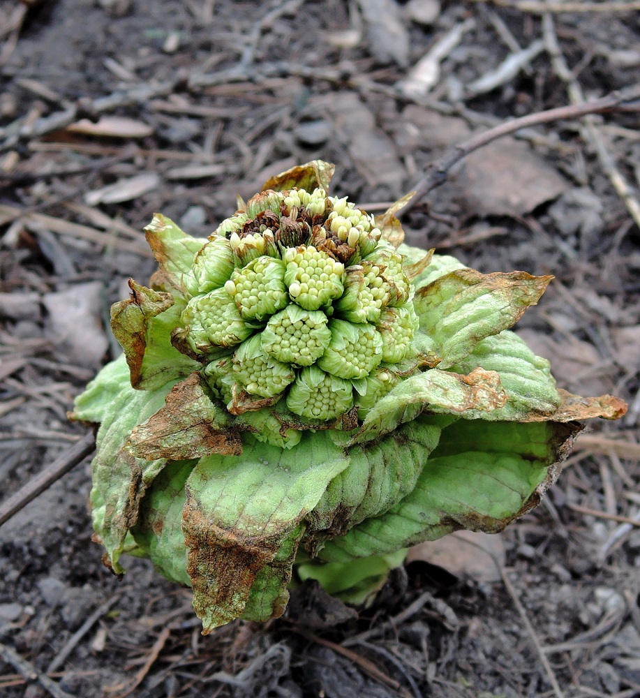 Image of Petasites amplus specimen.