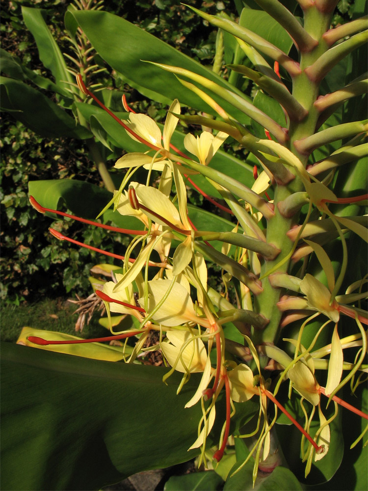 Image of Hedychium gardnerianum specimen.