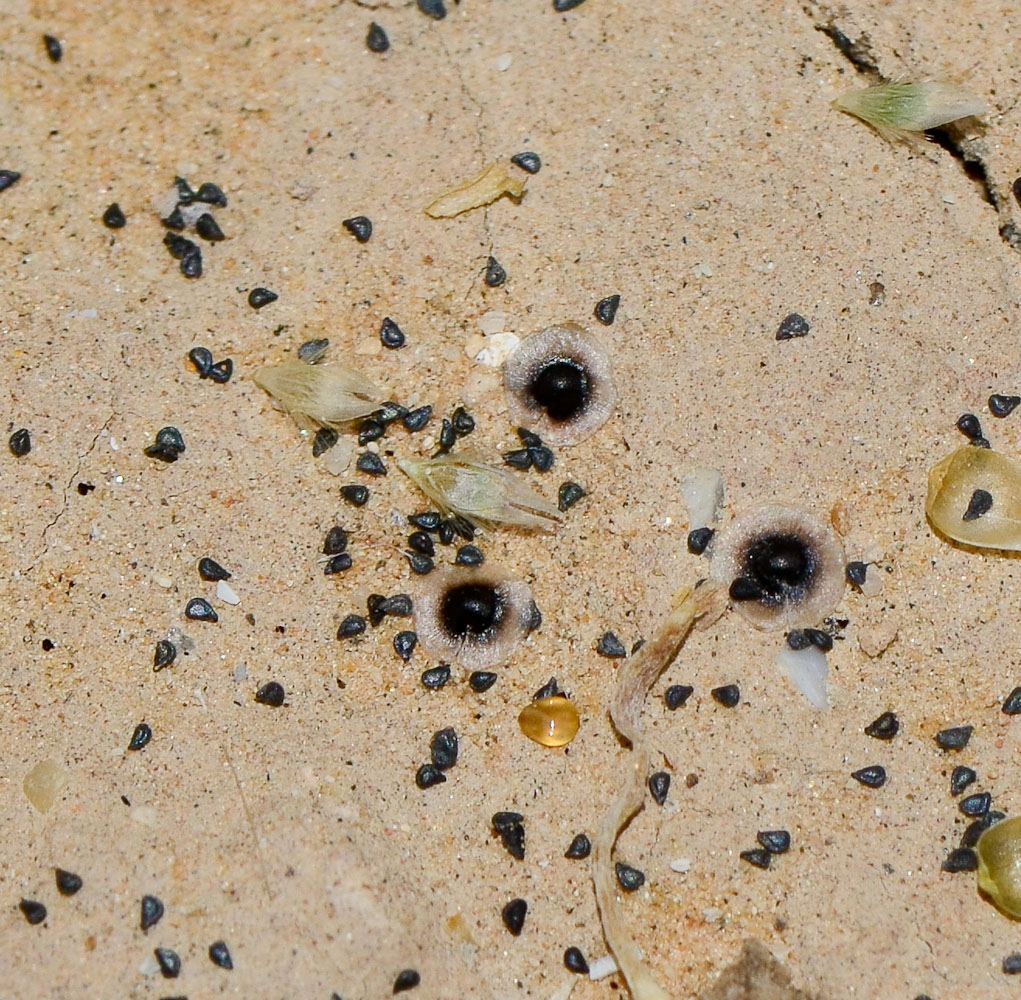 Image of Spergularia diandra specimen.