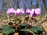 Cyclamen coum