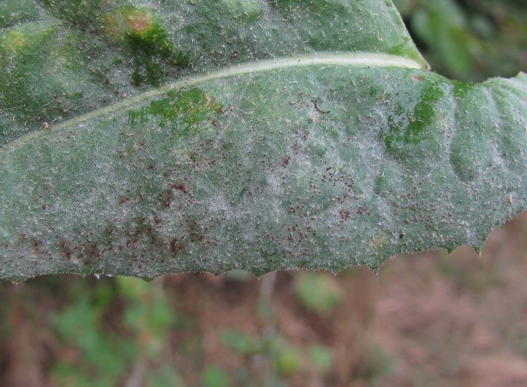 Image of Cichorium intybus specimen.