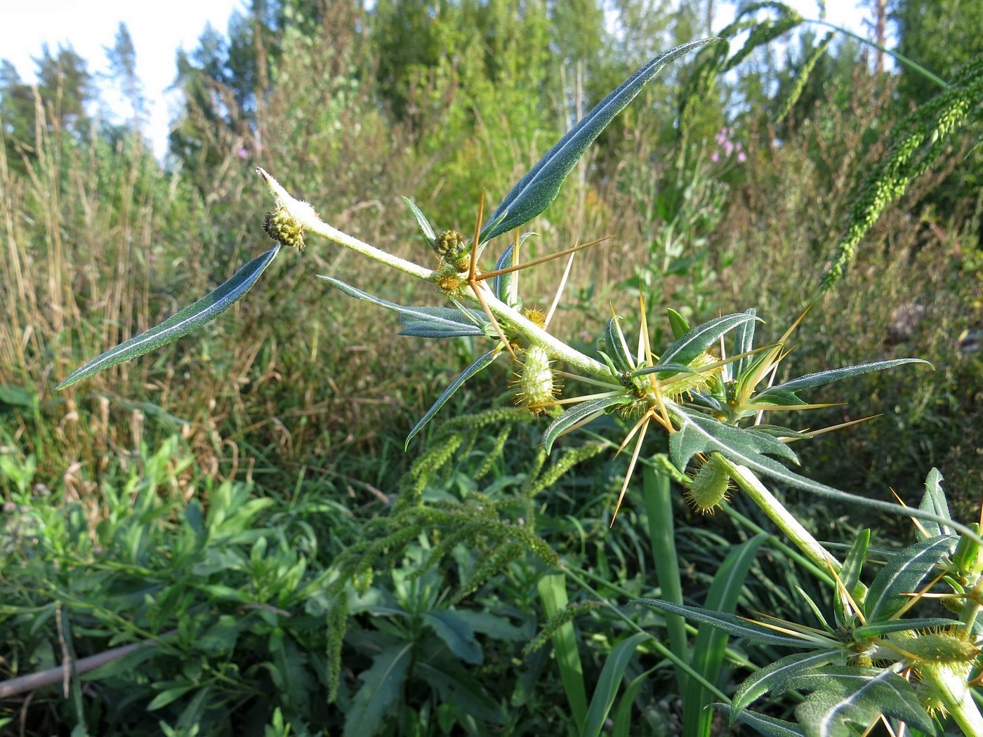 Image of Xanthium spinosum specimen.