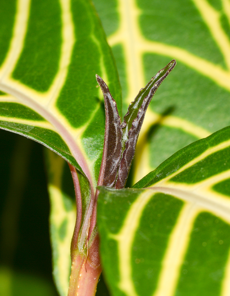 Изображение особи Sanchezia speciosa.