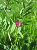 Vicia angustifolia