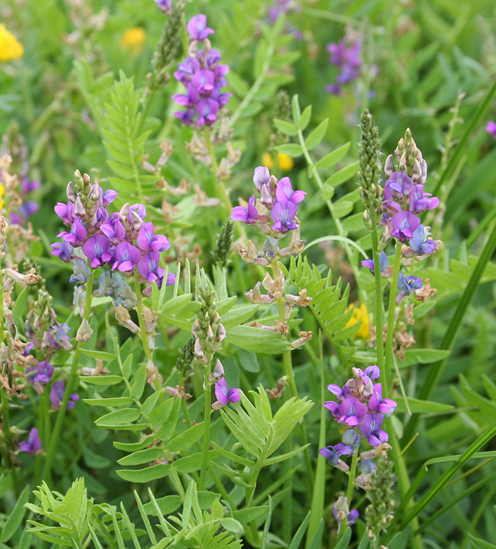 Изображение особи Oxytropis glabra.