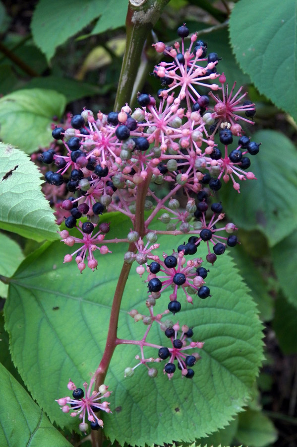 Image of Aralia continentalis specimen.