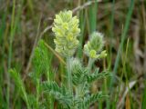 Oxytropis pilosa. Верхушка цветущего растения. Иркутская обл., Усольский р-н, окр. пос. Биликтуй, луг. 20.06.2016.