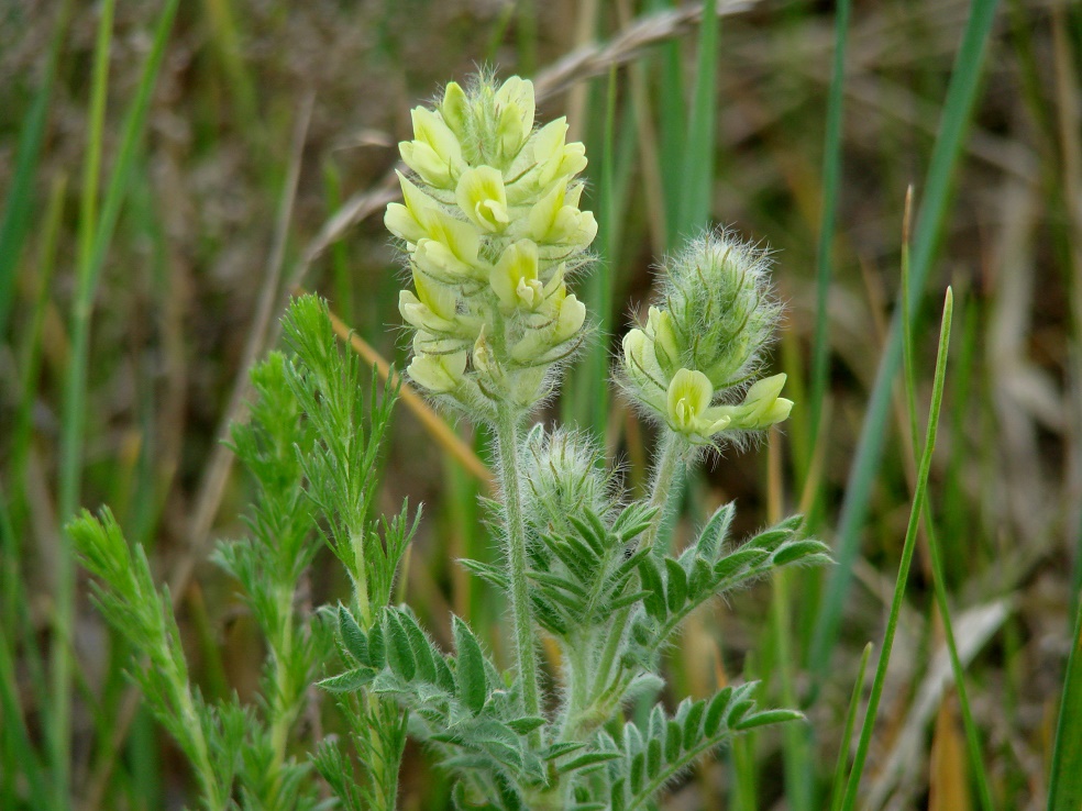 Image of Oxytropis pilosa specimen.
