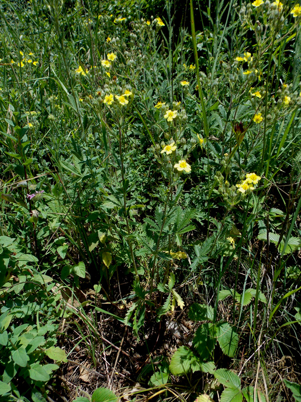 Изображение особи Potentilla recta.