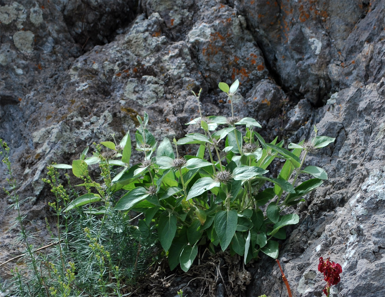 Image of Phlomis sewerzowii specimen.