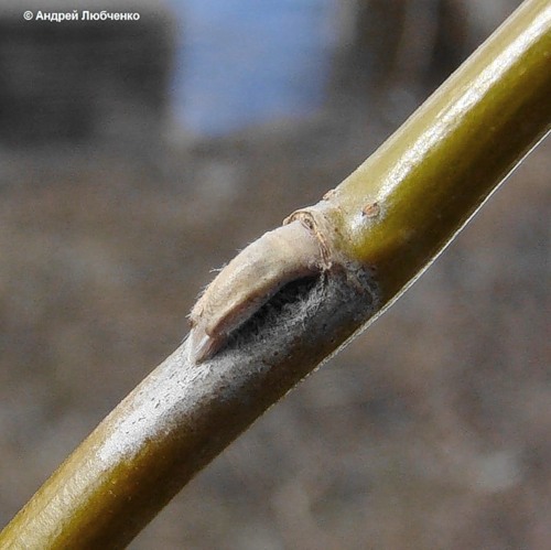 Image of Salix matsudana specimen.