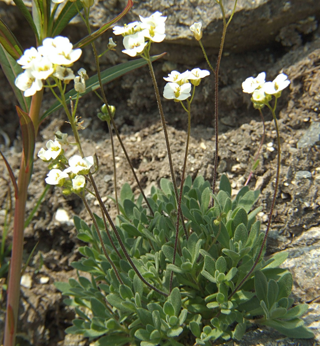 Изображение особи Draba ussuriensis.