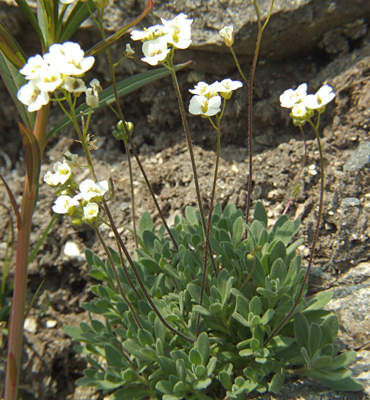 Image of Draba ussuriensis specimen.