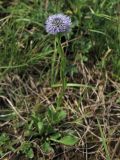 Globularia bisnagarica