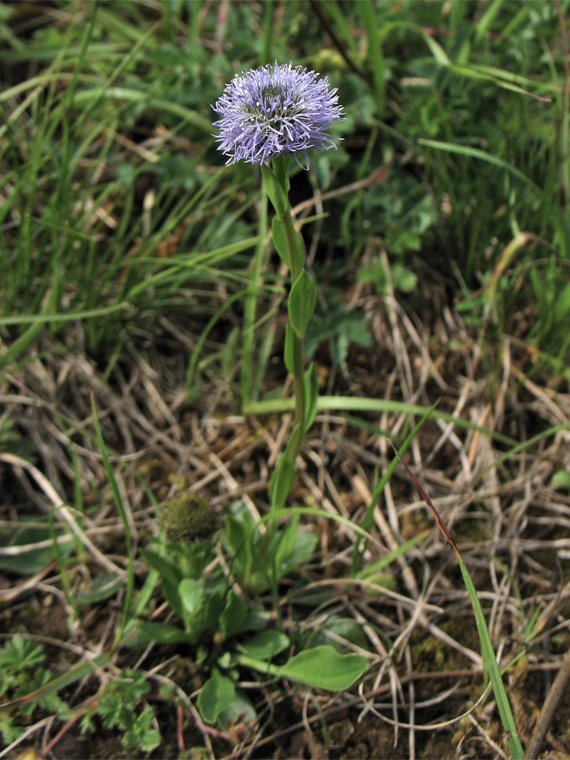 Image of Globularia bisnagarica specimen.