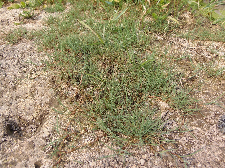 Изображение особи семейство Poaceae.