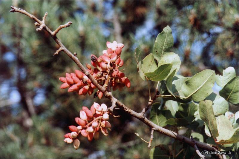 Image of Pistacia vera specimen.