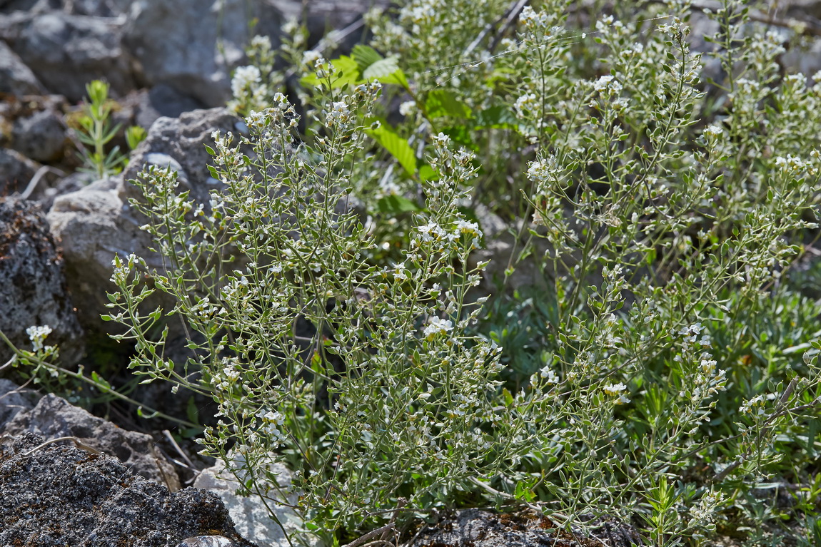 Image of Schivereckia podolica specimen.