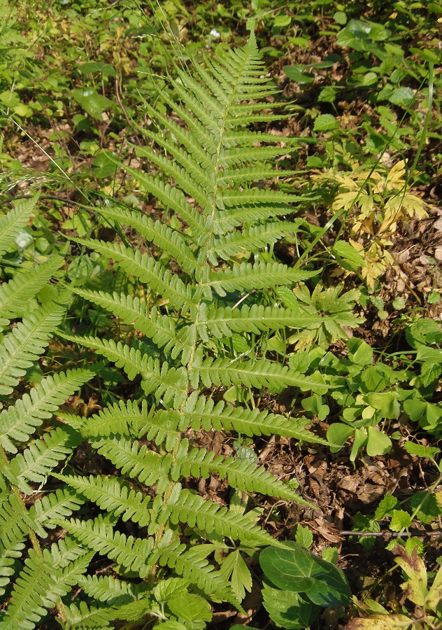 Image of Dryopteris filix-mas specimen.