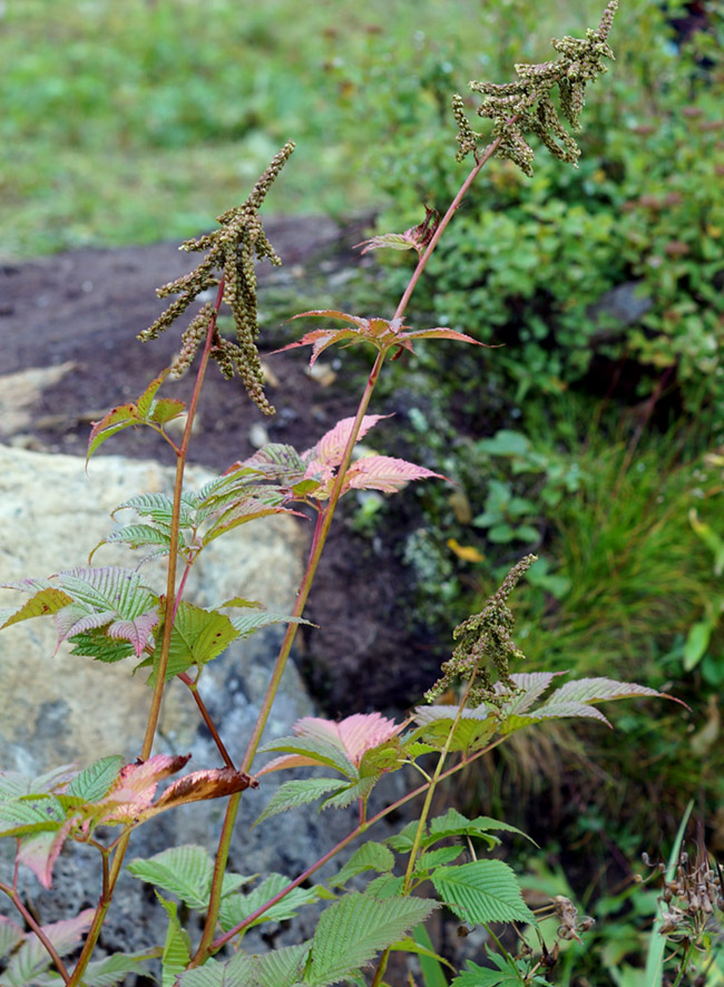 Изображение особи Aruncus dioicus.