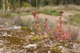 Hylotelephium ruprechtii. Плодоносящее растение в осенней окраске. Ленинградская обл., Ломоносовский р-н, форт \"Красная Горка\", наружная стена заброшенного железобетонного каземата. 25.09.2016.