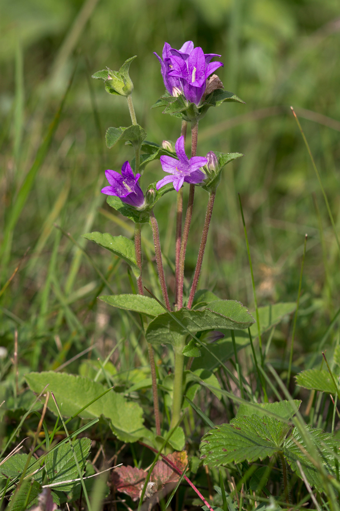 Image of Campanula farinosa specimen.