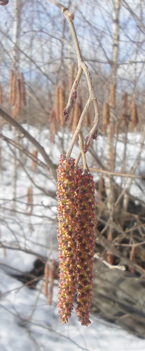 Изображение особи Alnus incana.