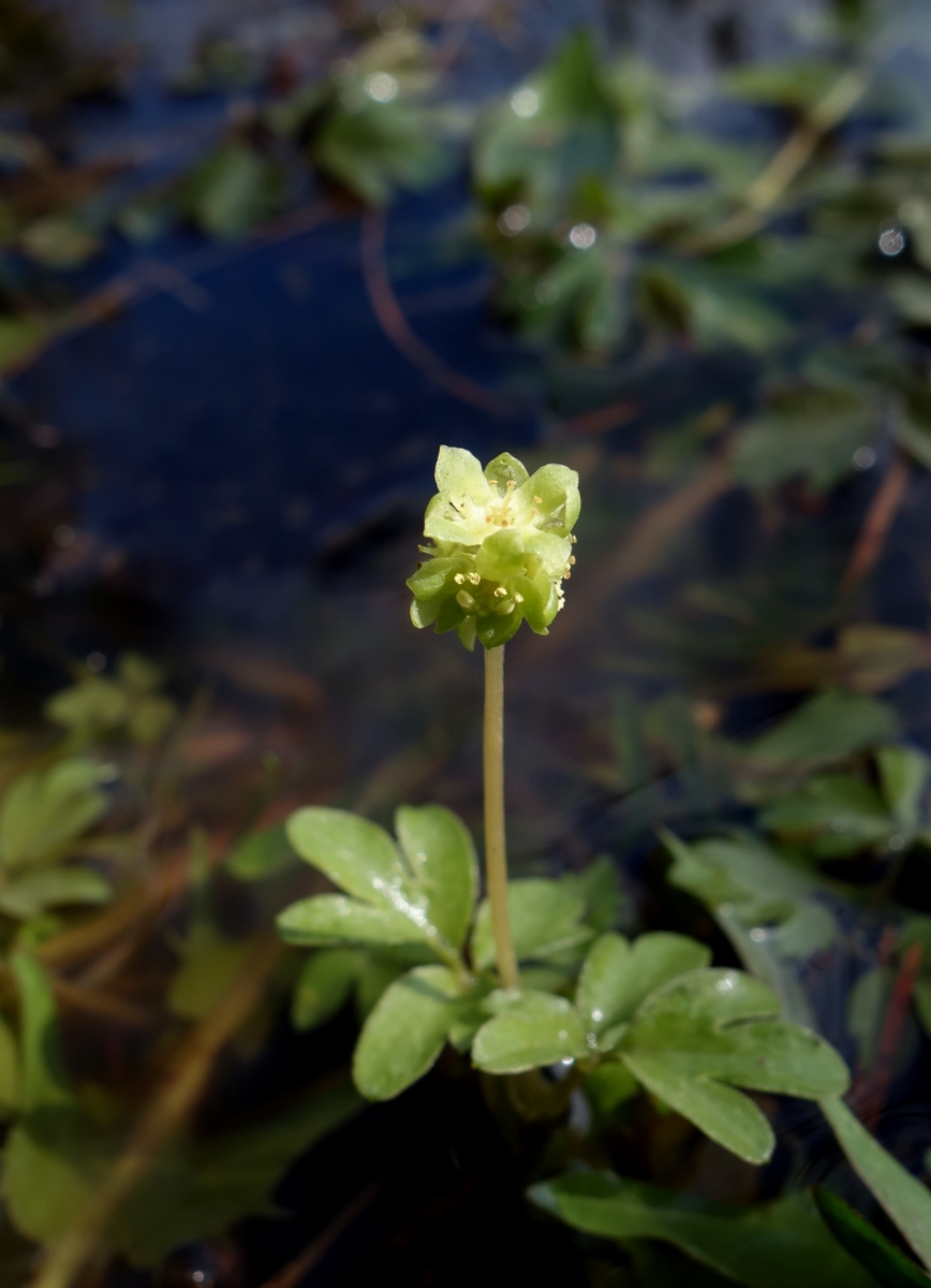 Изображение особи Adoxa moschatellina.