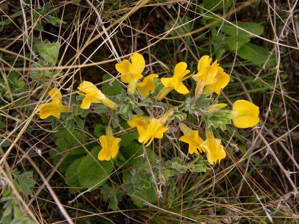 Image of Caragana mollis specimen.