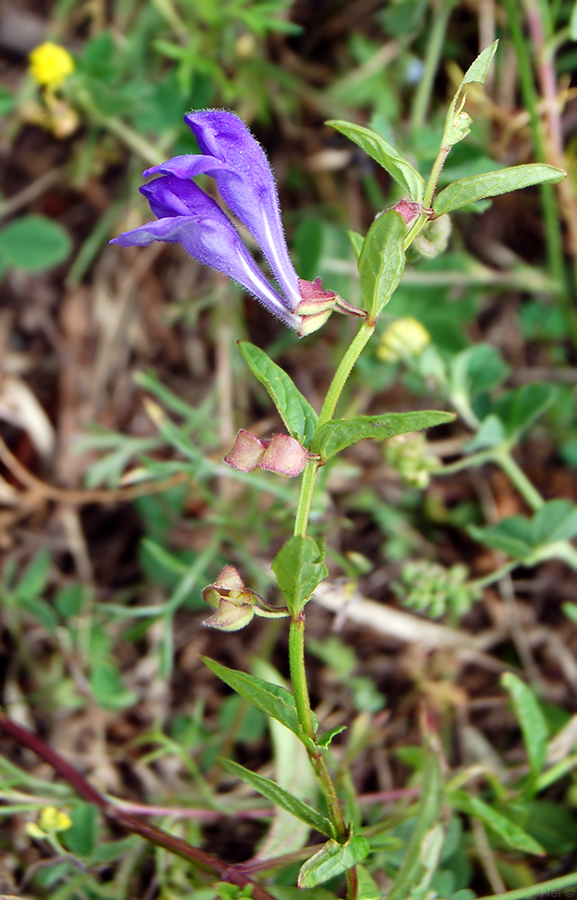 Изображение особи Scutellaria scordiifolia.