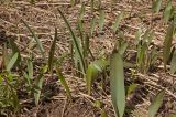 Tulipa biebersteiniana. Зацветающие и вегетирующие растения. Башкортостан, Белорецкий р-н, долина р. Зилим ниже дер. Бакеево, правый берег. 7 мая 2017 г.