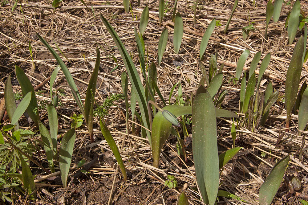 Image of Tulipa biebersteiniana specimen.