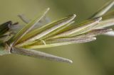 Elytrigia nodosa